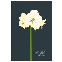 Amaryllis Art Print