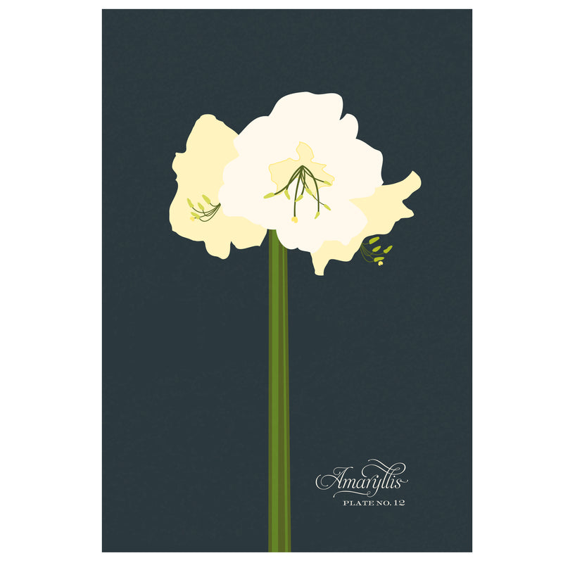 Amaryllis Art Print