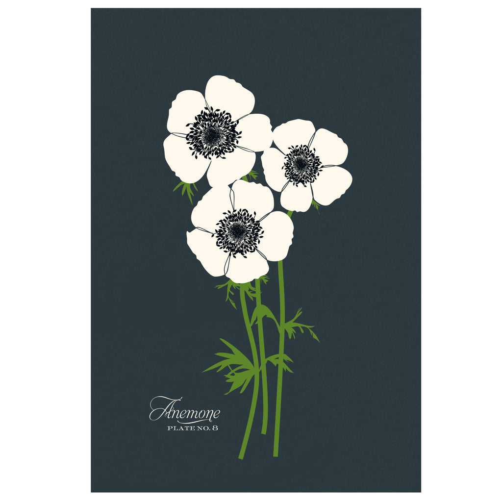 Anemone Art Print – Snow & Graham