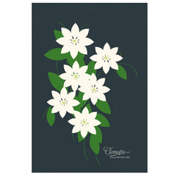 Clematis Art Print