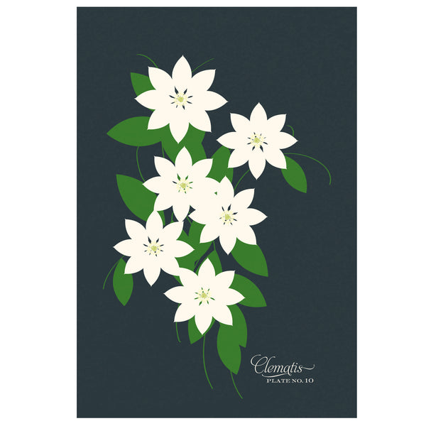 Clematis Art Print