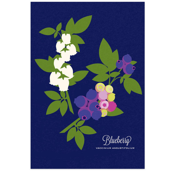 Blueberry Art Print
