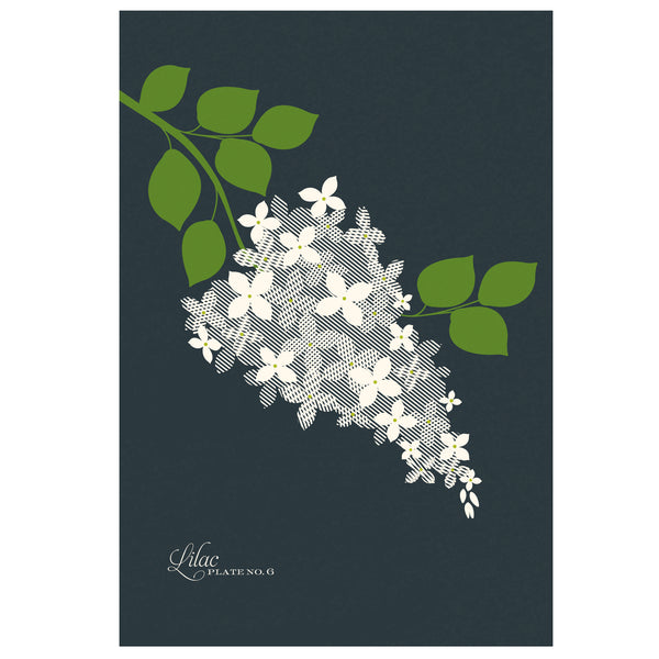 Lilac Art Print