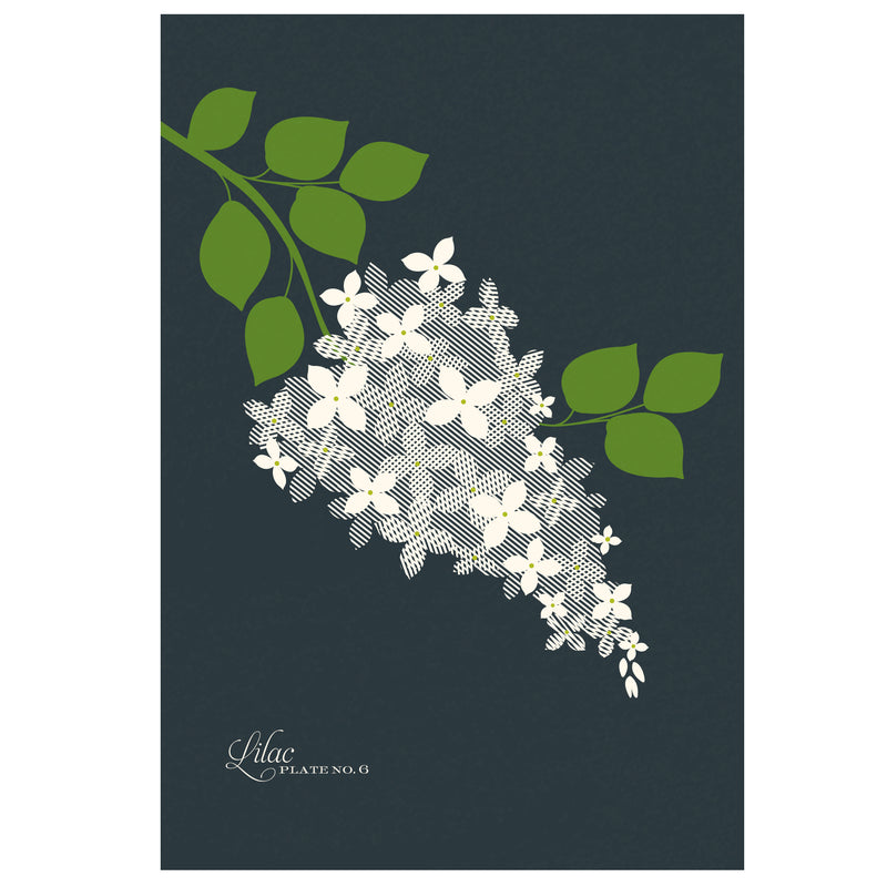Lilac Art Print