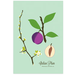 Italian Plum Art Print