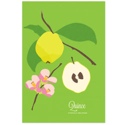 Quince Art Print
