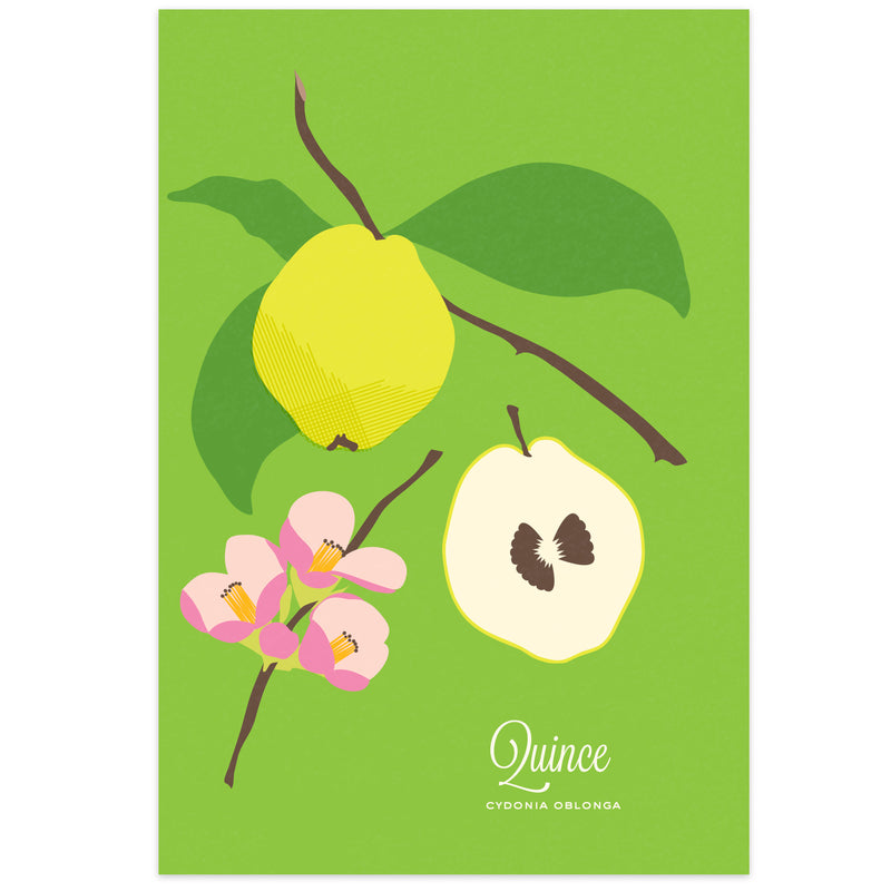 Quince Art Print