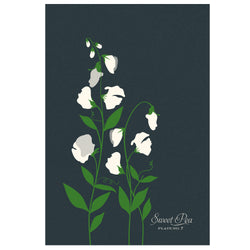 Sweet Peas Art Print